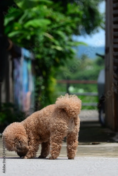 Obraz a brown puddle furry little dog sitting in the park 