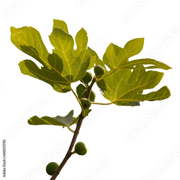 Obraz Figs on a Green Fig Tree Isolated