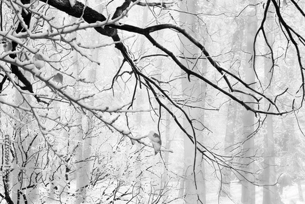 Fototapeta winter landscape with snowy branches in the foreground and the forest in the background