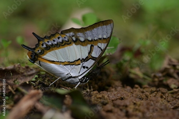 Fototapeta Butterfly from the Taiwan (Polyura  eudamippus )two-tailed butterfly.