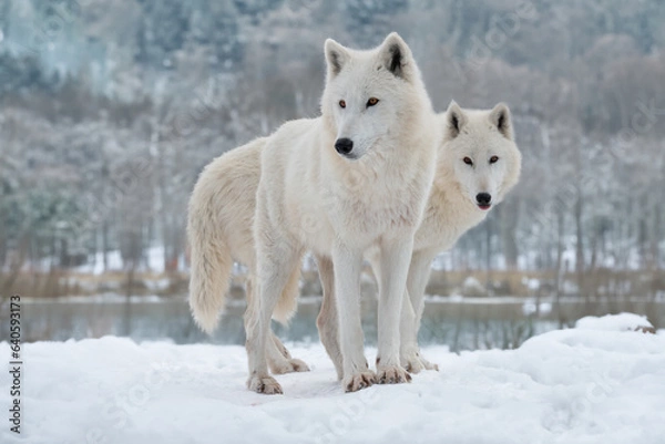 Fototapeta two white polar wolf stands in the background of the forest