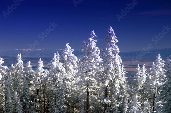 Fototapeta Sandia Mountain Pine Trees in Winter