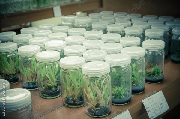 Fototapeta plant tissue culture in the laboratory