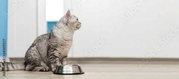 Fototapeta hungry tabby gray british cat next to empty feeding bowl waiting for pet food with copy space.