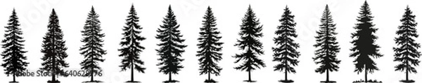 Fototapeta set of vector christmas tree silhouettes, traced outline, detailed silhouette of fir trees.