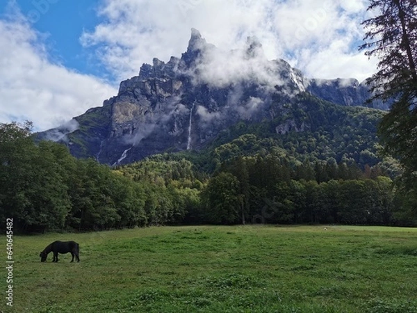 Obraz cows in the mountains