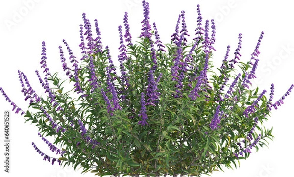 Obraz Side view of sage plant