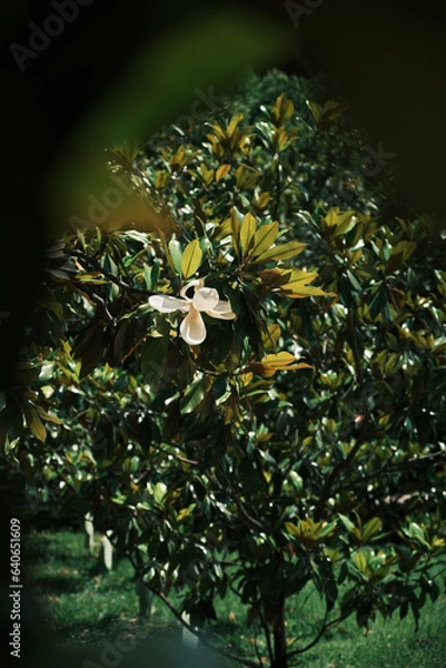 Fototapeta Magnolia flower on a tree illuminated by sunlight