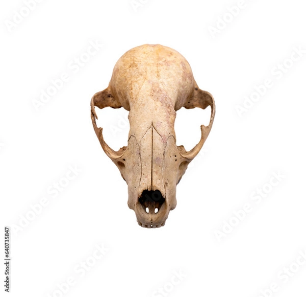 Obraz Frontal view of a rabbit skull on a transparent background 
