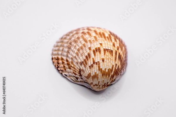 Obraz seashell isolated on a white background
