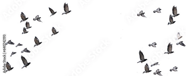 Fototapeta flying birds formation of pigeons many  isolated for backgound