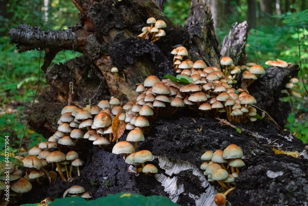 Obraz mushrooms on a tree