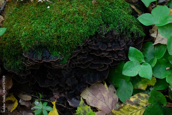 Obraz moss on the tree