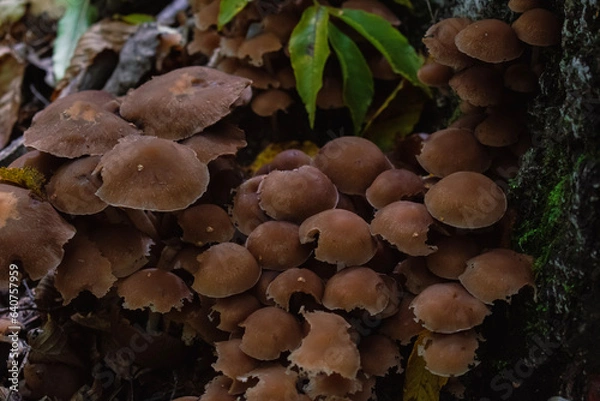 Obraz mushrooms in the forest