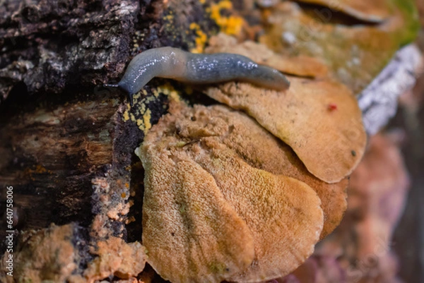 Obraz snail on a leaf