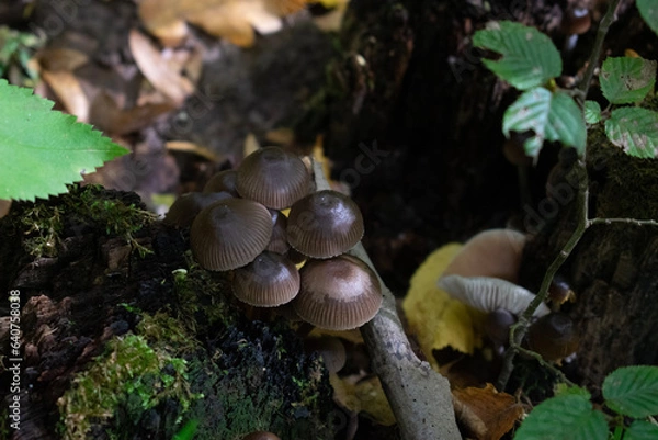 Obraz mushrooms on a tree