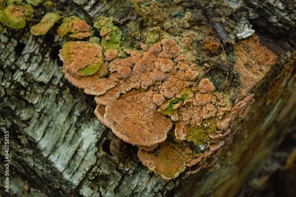 Obraz bark of a tree