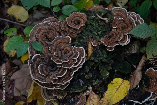 Obraz mushrooms in the forest