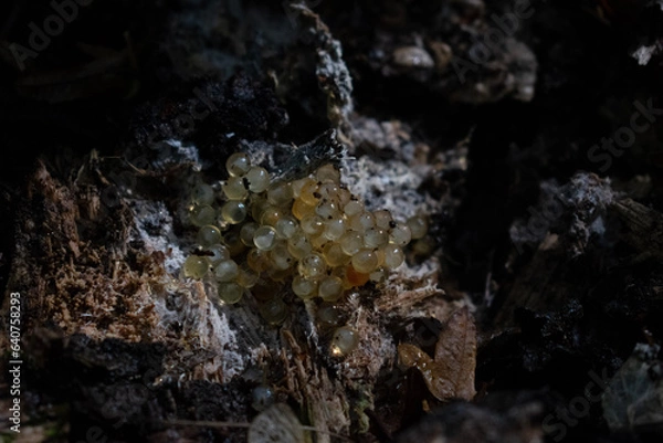 Obraz waterfall in the forest