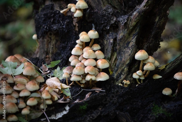 Obraz mushrooms in the forest