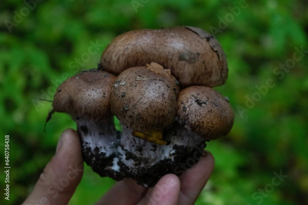 Obraz boletus edulis mushroom