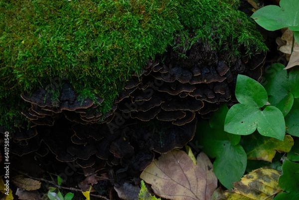 Obraz moss on the tree