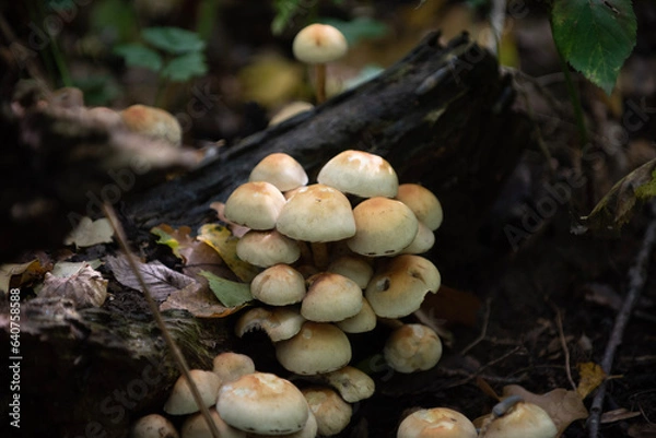 Obraz mushrooms in the forest
