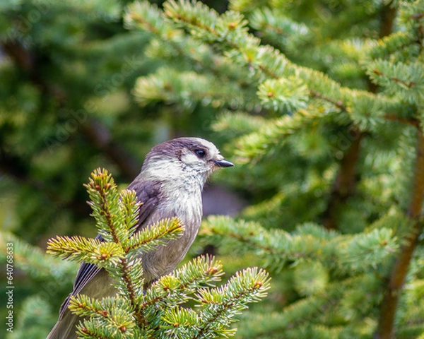 Fototapeta canada jay