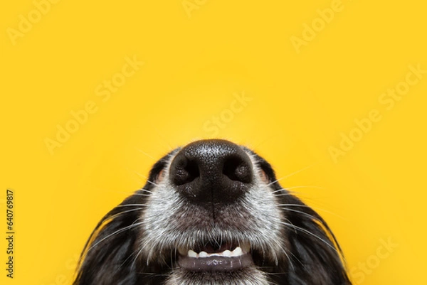 Obraz Funny close-up puppy dog nose and mouth. Isolated on yellow background