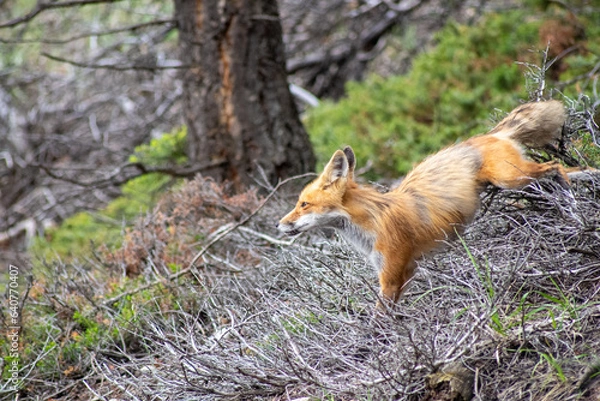Fototapeta red fox in the woods