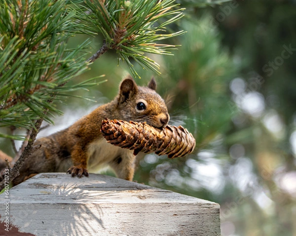 Fototapeta squirrel with pine cone
