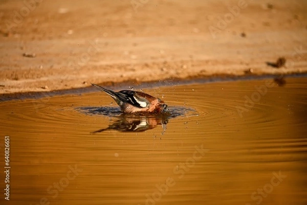 Fototapeta Chaffinch or Fringilla coelebs, reflected in the golden pool.