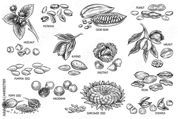 Fototapeta Nuts and seeds sketch set. Outline engraving with poppy and sunflower seeds, macadamia and walnut, almond and peanut, cocoa bean and pecan. Linear flat vector collection isolated on white background
