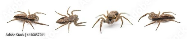 Fototapeta Tan or familiar jumping spider - platycryptus undatus - brown arachnid that hides under tree bark or crevices camouflaged with chevron pattern on abdomen isolated on white background four views