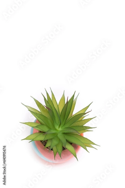 Fototapeta Closeup of a small cactus isolated on a white background with copy space
