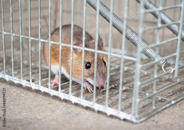 Fototapeta ネズミと捕獲器
