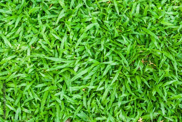 Obraz Tropical carpet grass