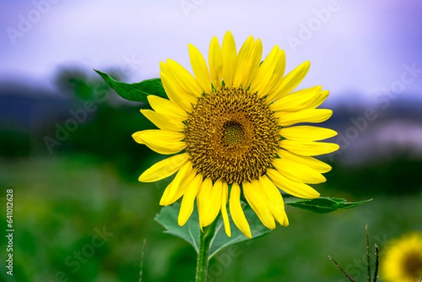 Obraz 長崎鼻のヒマワリ