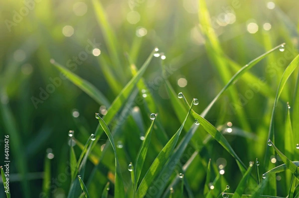 Fototapeta Dew on green grass