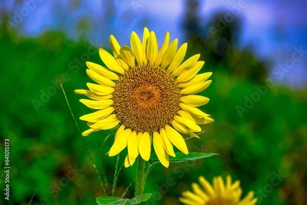 Obraz 長崎鼻のヒマワリ