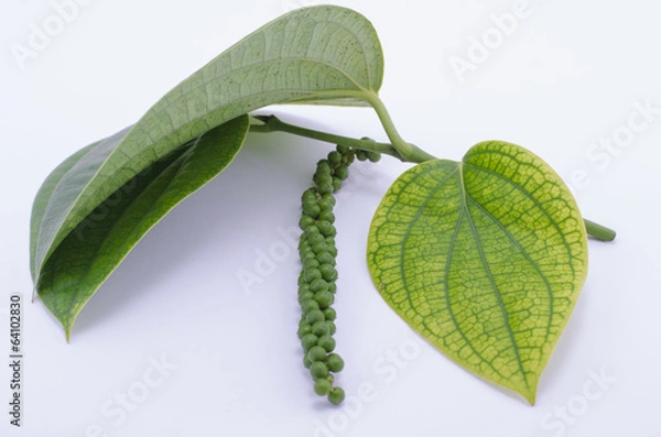 Fototapeta green peppercorns