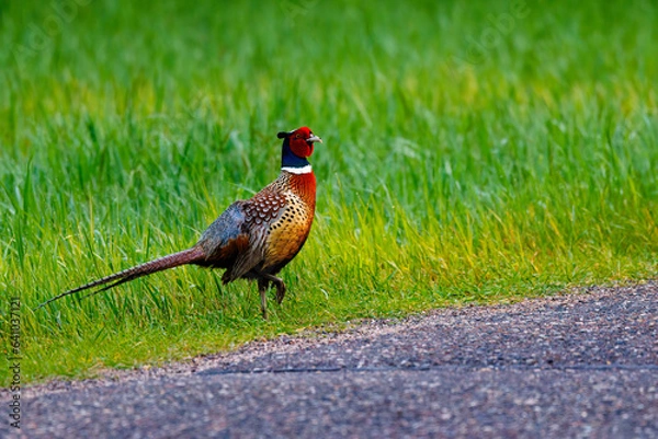 Fototapeta Ring-necked pheasant (Phasianus colchicus) standing on the edge of an asphalt road during spring.
