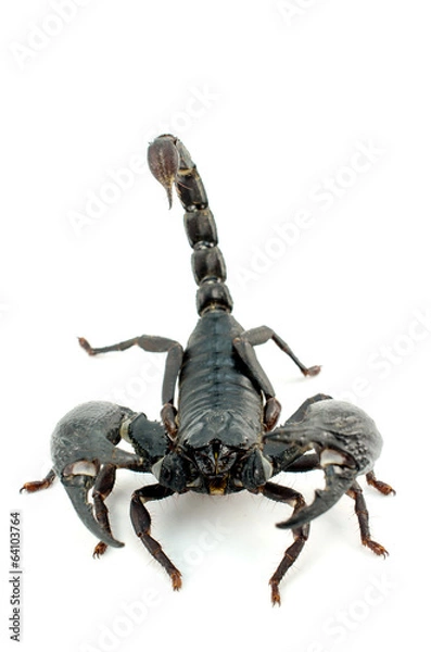 Fototapeta Scorpion