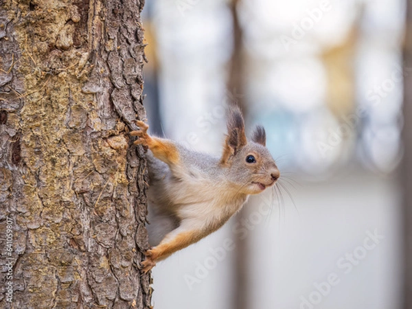Fototapeta Portrait of a squirrel on a tree trunk