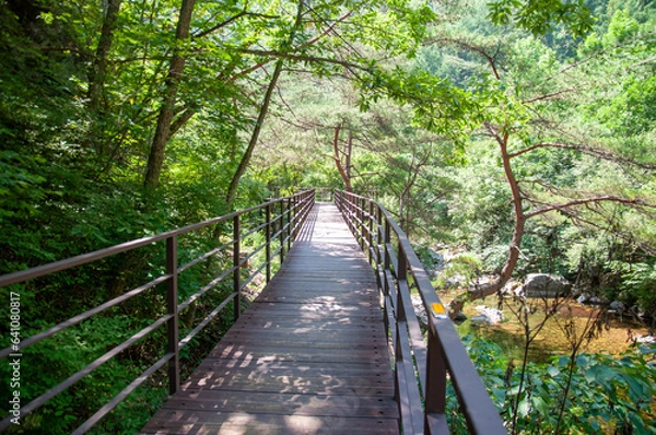 Obraz 숲속 산책로