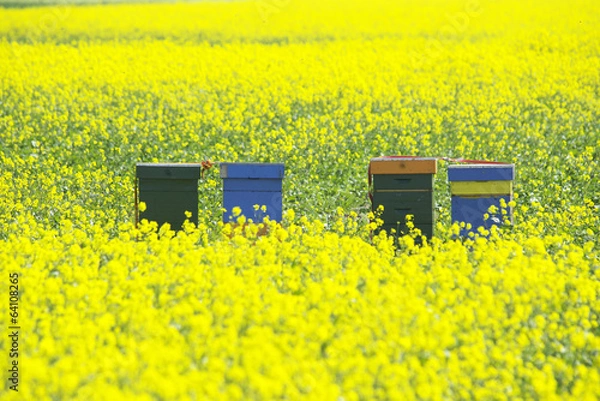 Obraz beehive with flowers
