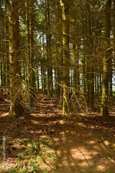 Fototapeta entre arbres 