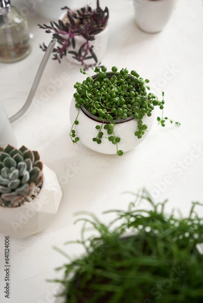 Fototapeta Potted Senecio Rowley house plant in white ceramic pot and other succulent plants on a table indoors