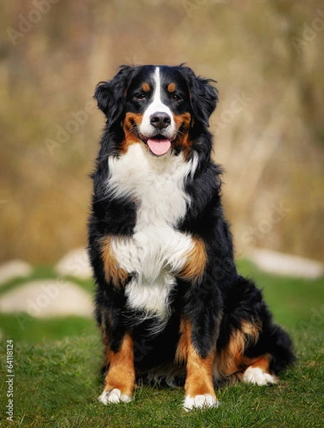 Obraz Bernese mountain dog