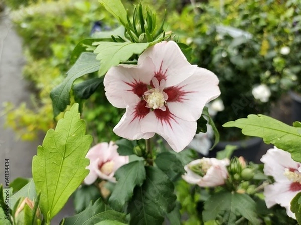 Obraz Hibiscus syriacus 'Hamabo'